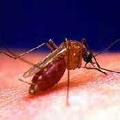 Culex Quinquefasciatus is one type of mosquito that can carry the West Nile Virus.