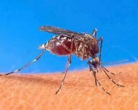 West Nile Virus can be transmitted though a typical mosquito bite.