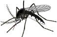 Mosquitoes are the prime carriers of the West Nile Virus.