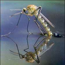 West Nile Virus originates from mosquitoes.